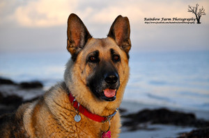 Rainbow Farm Photography Pic 4 - Location of your choice a favourite is the beach for the best Furever sunlit memories of your pet