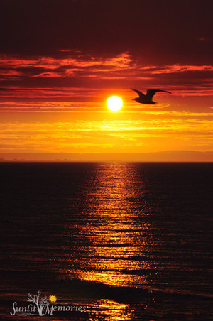 Rainbow Farm Photography Pic 5 - Sunset in Busselton Western Australia not every day but a great range from seaside to farm