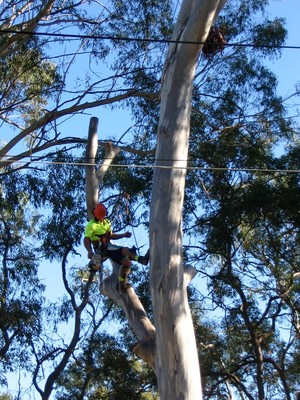 Kiwi Tree Lopping Pic 3