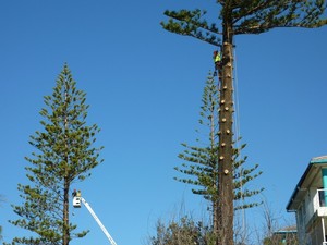 Kiwi Tree Lopping Pic 2