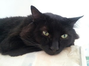 Lucky Black Cat Shoppe Pic 2