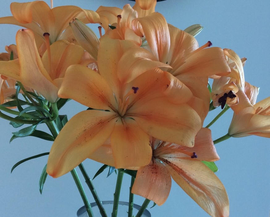 Devola's Of Brighton Fruiterers Pic 1 - Gorgeous Lilium Flowers