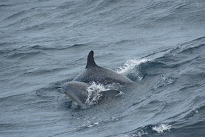 Port Venture Cruises Pic 3 - Bottle nose Dolphins