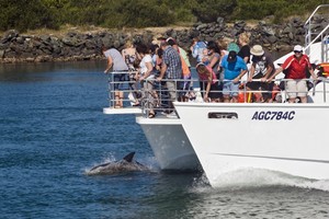 Port Venture Cruises Pic 2 - Dolphin spotting on the river Eco History cruise and Bush BBQ Cruise