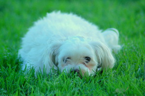 Pet Clix Animal Photography Pic 3 - molly