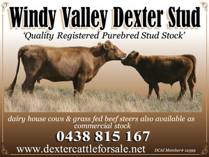 Windy Valley Dexter Stud Pic 4