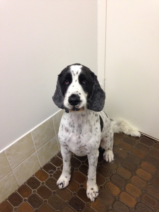 Ruff Diamonds Dog Grooming Pic 1