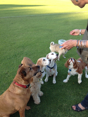 Ruff Diamonds Dog Grooming Pic 5 - Treat time the park