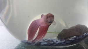 bettrbetta Pic 3