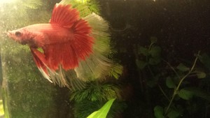 bettrbetta Pic 2