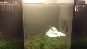 bettrbetta Pic 4