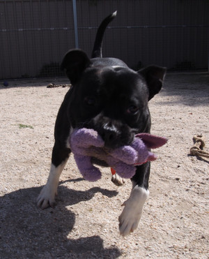Penfield Kennels Cattery in Virginia Adelaide SA Pet Boarding