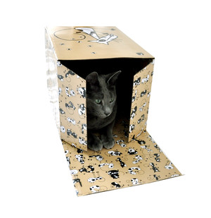 Cat With a Box Pic 3