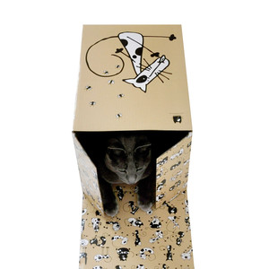 Cat With a Box Pic 5