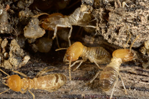 Pro Termites Pic 4