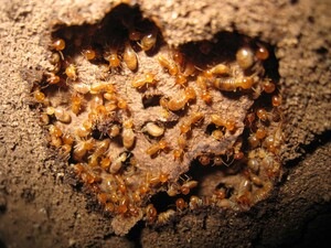 Pro Termites Pic 5