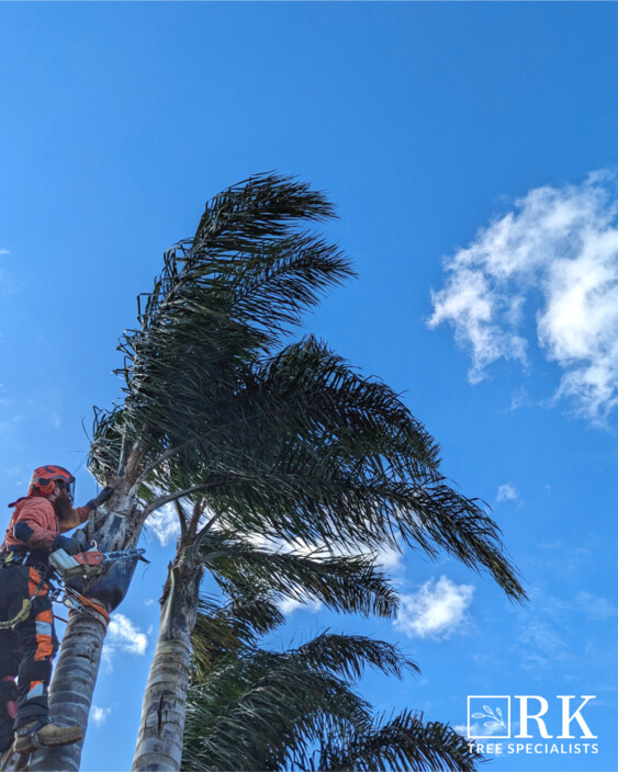 RK Tree Specialists Pic 1 - Palm maintenance and removal