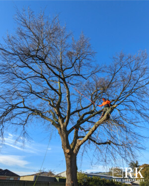 RK Tree Specialists Pic 4 - Climbing arborist Oak tree