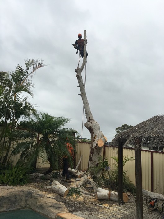 All Region Tree Solutions Pic 1 - Dead fig removal Budgewoi