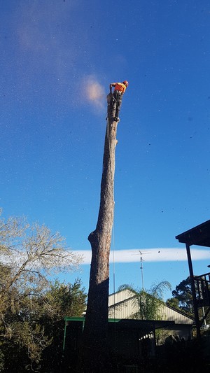 All Region Tree Solutions Pic 2 - Dead tree removal in charlestown