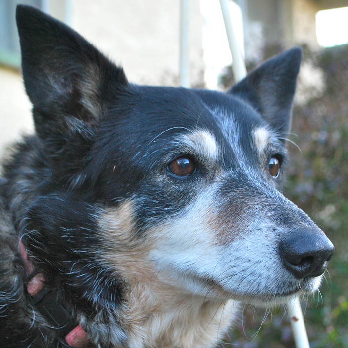 Inner South Veterinary Centre Pic 1 - Dogs