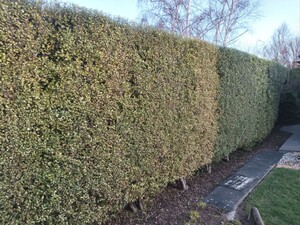 INTRIM HEDGE CARE Pic 2