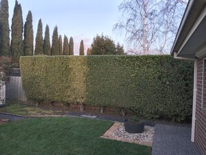 INTRIM HEDGE CARE Pic 3