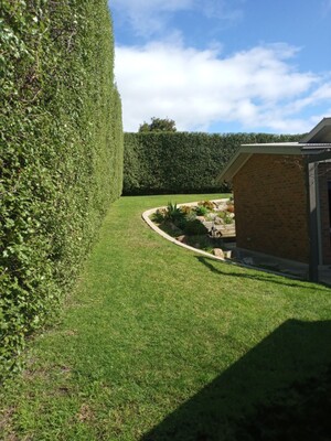 INTRIM HEDGE CARE Pic 4