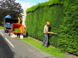 INTRIM HEDGE CARE Pic 1