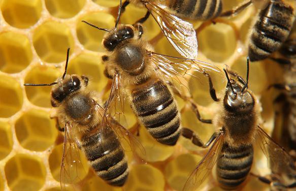 Hill End Honey (BMC Apiaries) Pic 1 - Hill End Honey Pure Gold