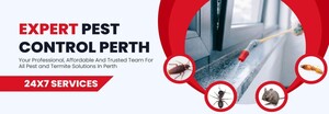 Flies Removal Perth Pic 2