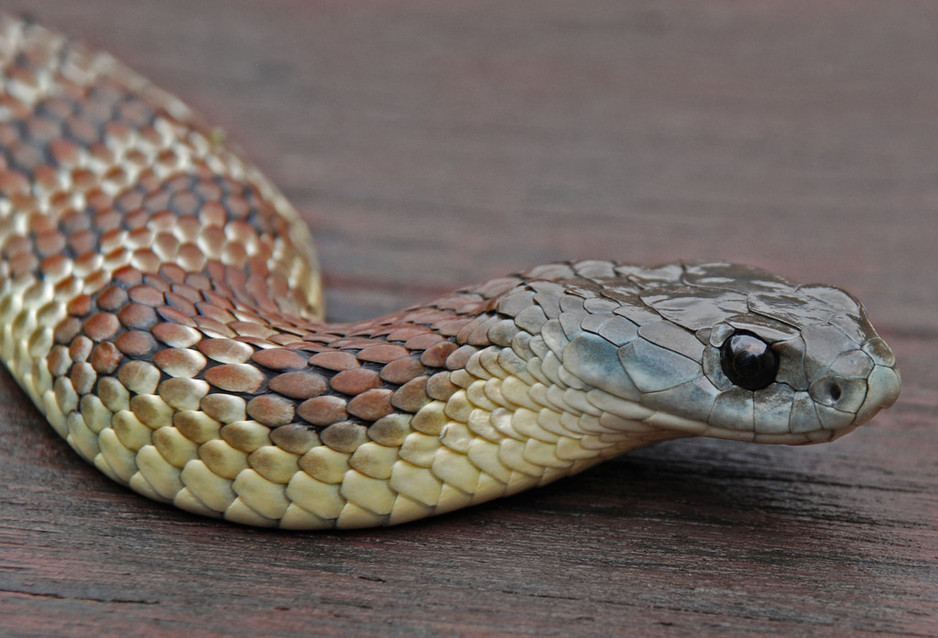 Snake Smart Pic 1 - Tiger Snake