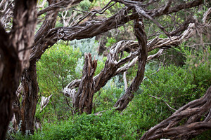 BIG BLUE BACKYARD Pic 4 - amongst the tangle of ti tree your secret hideaway awaits