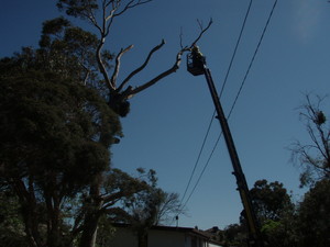 Axetion Tree Services Pic 5