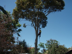 Axetion Tree Services Pic 4