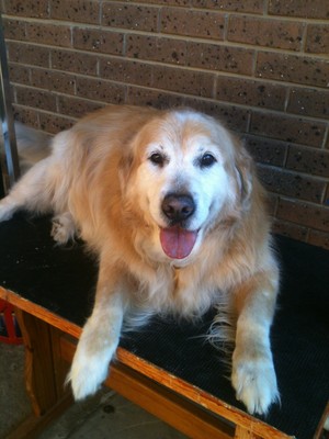 Pawsome Dog Grooming Pic 5 - We even love looking after the big poochs come in for a good brush out or Clip