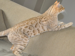 Kinglake Bengals Pic 2