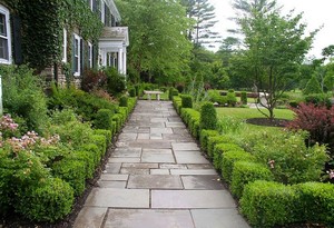 Bayside Gardening Pic 2 - hedge trimming at its best