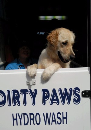 Bath and a Bikkie Dog Grooming Pic 3