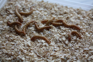 Martyn's Mealworms Pic 3