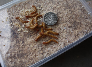 Martyn's Mealworms Pic 2