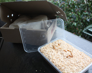 Martyn's Mealworms Pic 5