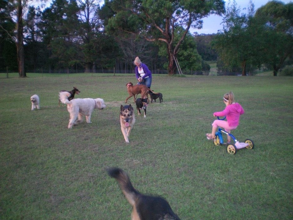 Doggy Farm Stay Pic 1 - Afternoon playtime