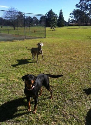 Doggy Farm Stay Pic 5 - Bella and Berlin