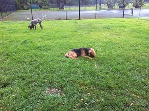 Doggy Farm Stay Pic 4 - Having an afternoon snack