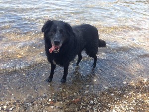 Platinum Paws Pic 3 - Roy after a refreshing swim