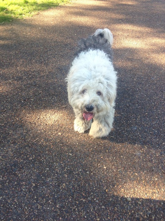 Platinum Paws Pic 1 - Wilber enjoying a walk