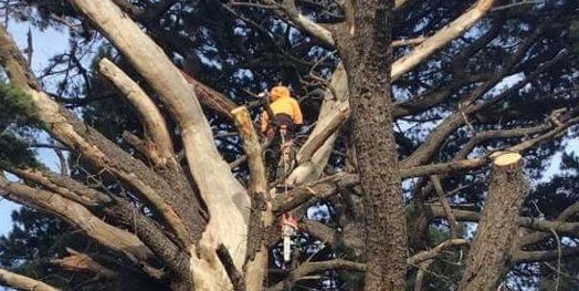 Belgrave Tree Services Pic 1