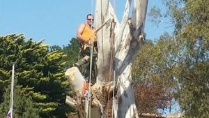 Belgrave Tree Services Pic 3