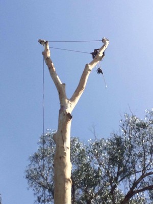 Belgrave Tree Services Pic 4